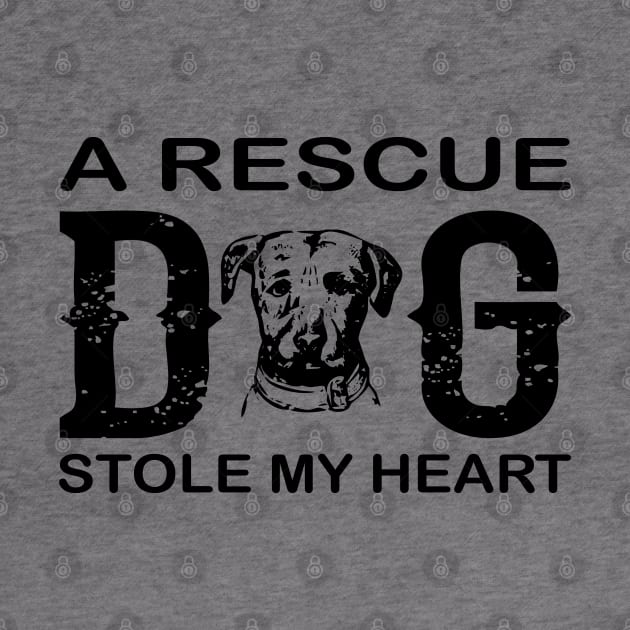 A rescue dog stole my heart by mohamadbaradai